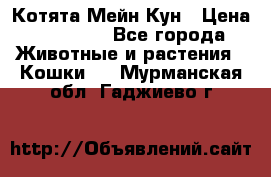 Котята Мейн Кун › Цена ­ 15 000 - Все города Животные и растения » Кошки   . Мурманская обл.,Гаджиево г.